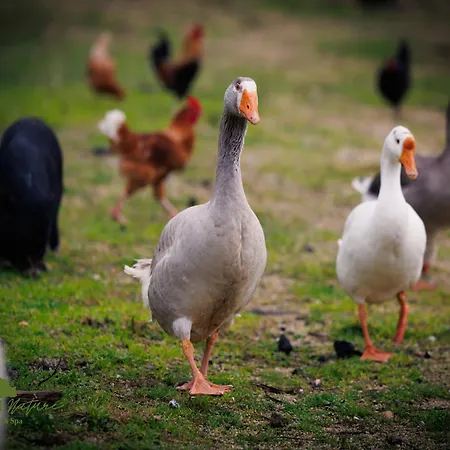 Olive Nature & - Quinta Valle De Passos 4*