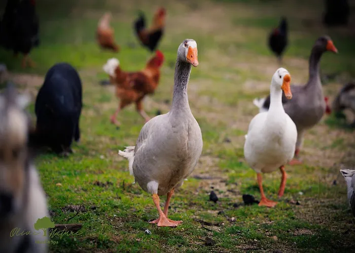 Olive Nature & - Quinta Valle De Passos 4*