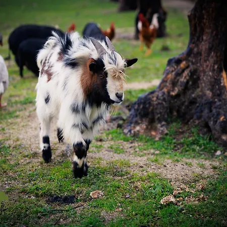 Olive Nature & - Quinta Valle De Passos 4*