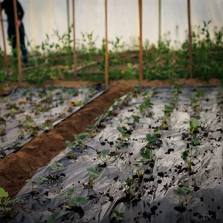 Olive Nature & - Quinta Valle De Passos Ξενοδοχείο