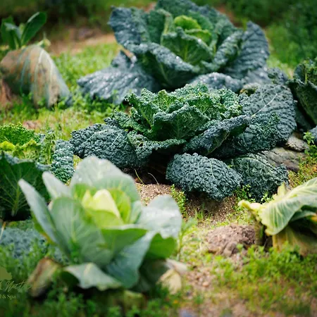 Hotel Olive Nature & - Quinta Valle De Passos