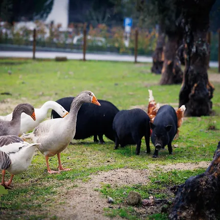 Olive Nature & - Quinta Valle De Passos Ξενοδοχείο Valpaços