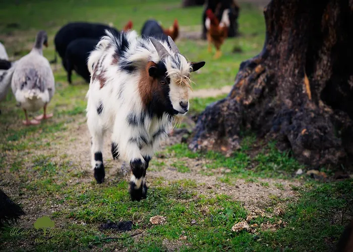 Olive Nature & - Quinta Valle De Passos 4*