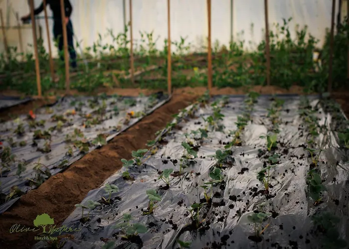 Olive Nature & - Quinta Valle De Passos Hotel