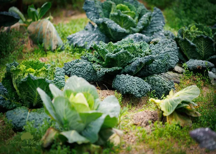 Hotel Olive Nature & - Quinta Valle De Passos