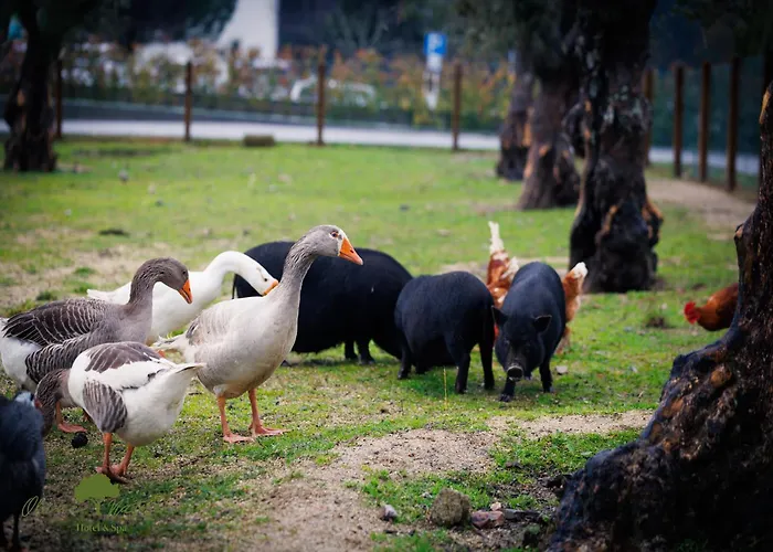 Olive Nature & - Quinta Valle De Passos Hotel Valpaços